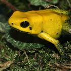 Phyllobates bicolor