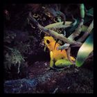 Phyllobates Terribelis