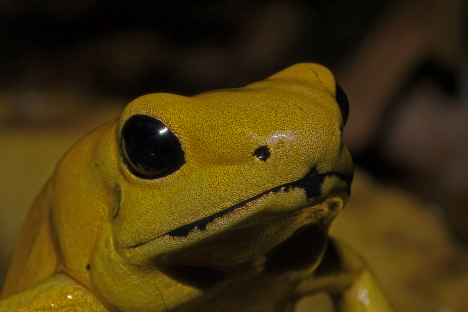 Phyllobates terribilis