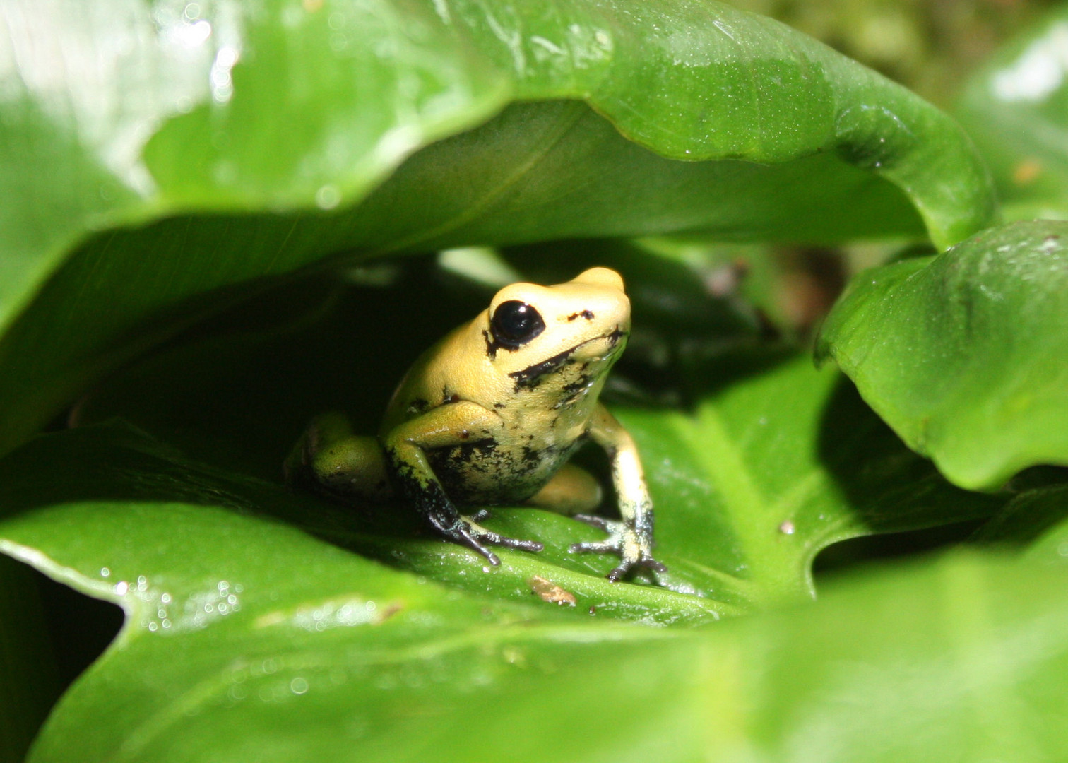 Phyllobates Terribilis