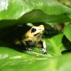 Phyllobates Terribilis