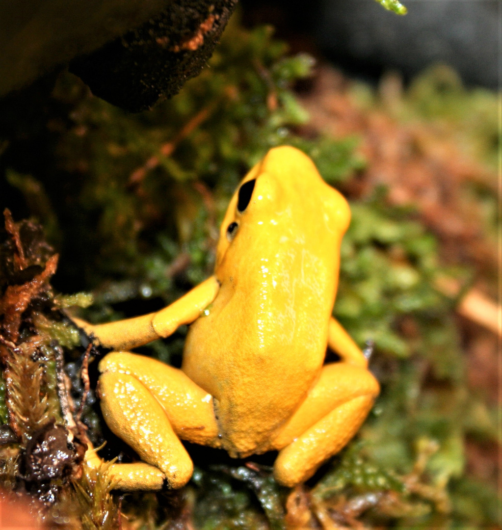 Phyllobates terribilis 