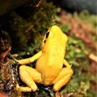 Phyllobates terribilis 