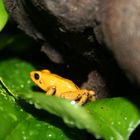 Phyllobates terribilis männchen