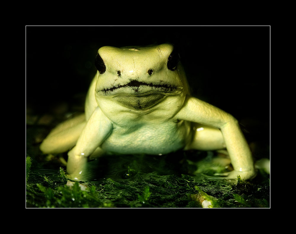 Phyllobates terribilis "Schrecklicher Pfeilgiftfrosch"