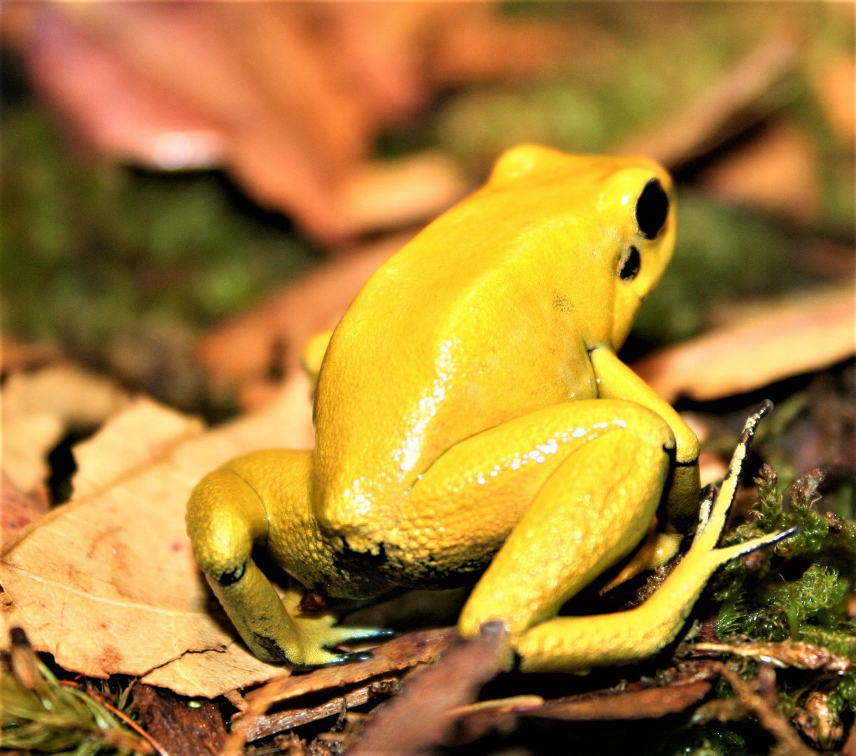 Phyllobates Terribilis Weibchen