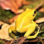 Phyllobates Terribilis Weibchen