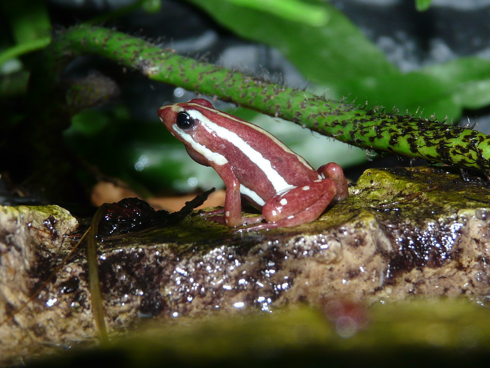 Phyllobates tricolor