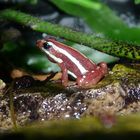 Phyllobates tricolor