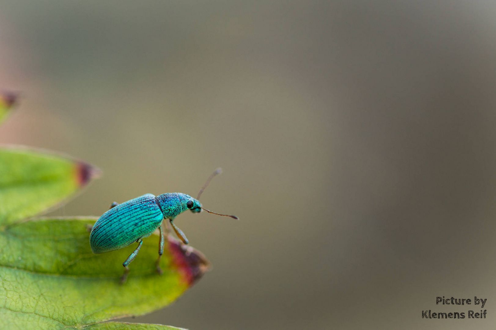 Phyllobius Arborator - Insekt - Makro