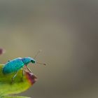 Phyllobius Arborator - Insekt - Makro