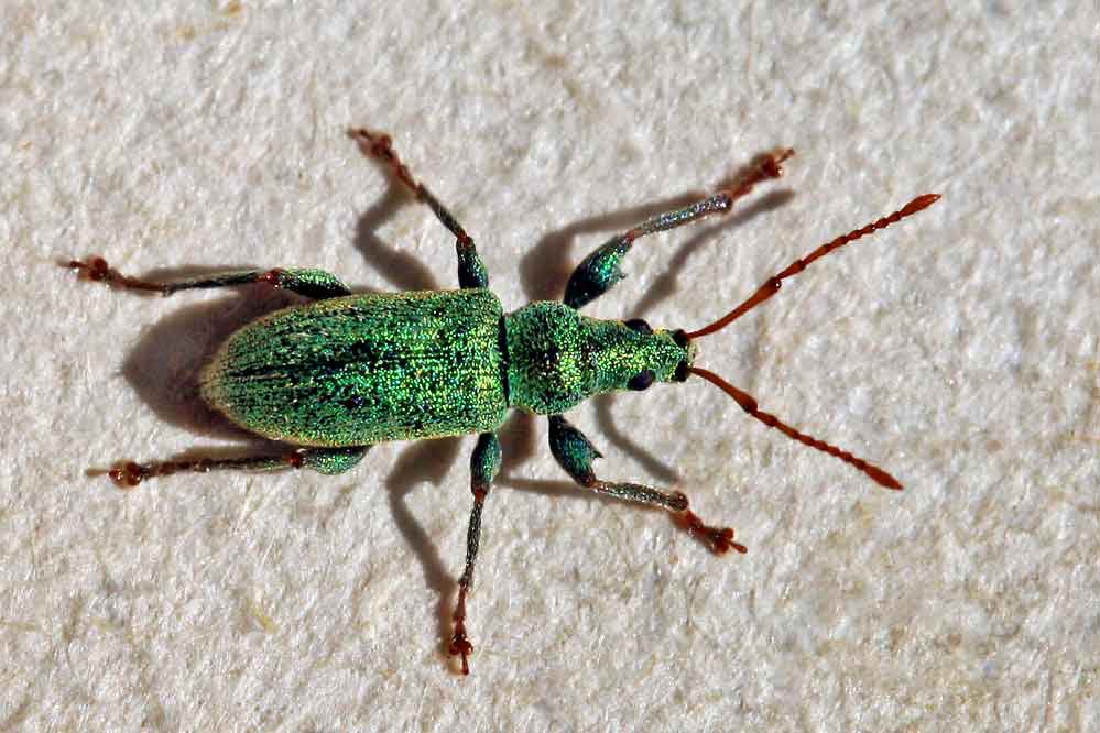 Phyllobius argentatus