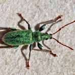 Phyllobius argentatus