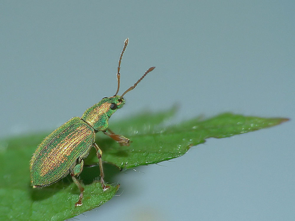 Phyllobius ,argentatus, Grünrüssler,