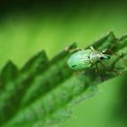 Phyllobius sericeus - Grünrüssler