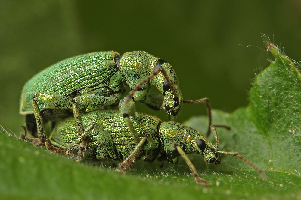 Phyllobius sp.