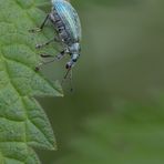 Phyllobius virideaeris