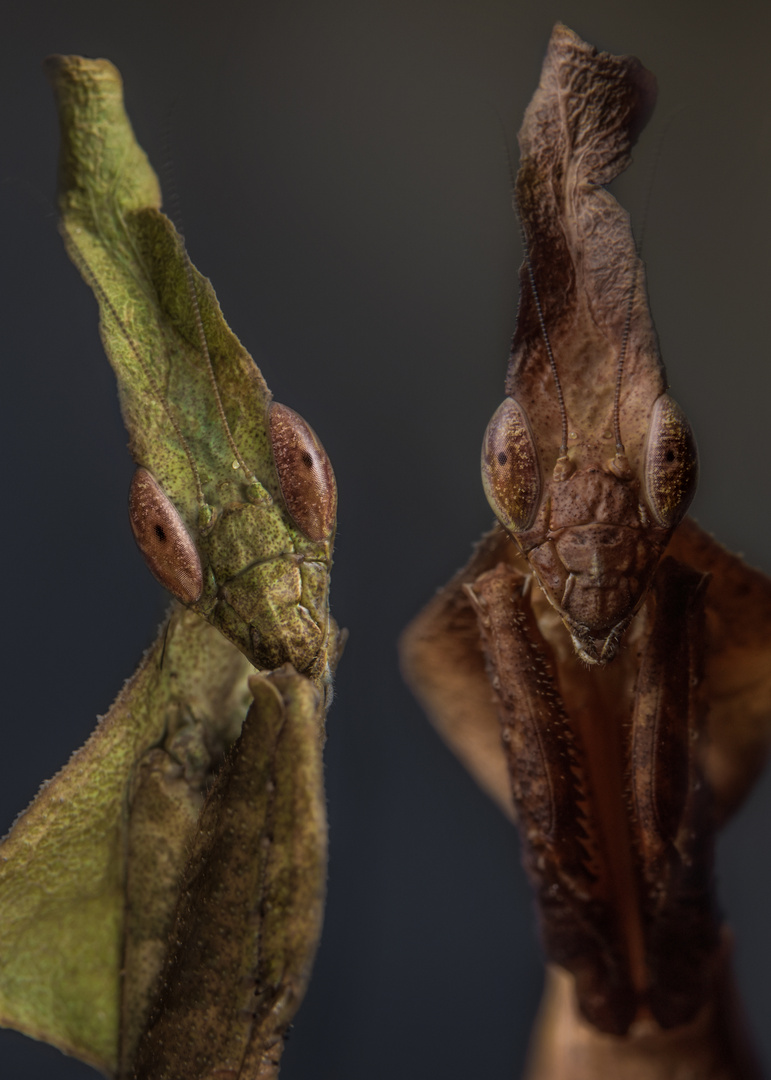 Phyllocrania paradoxa -Geistermantis