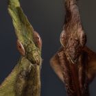 Phyllocrania paradoxa -Geistermantis