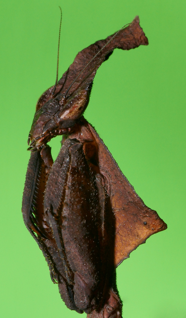 Phyllocrania paradoxa (Geistermantis)