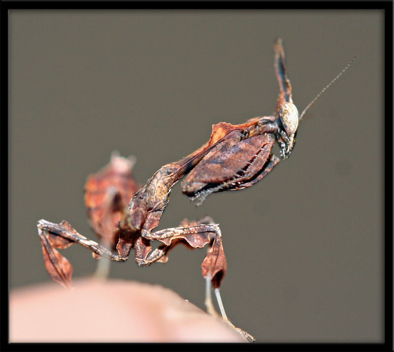 Phyllocrania Paradoxa L1 groß