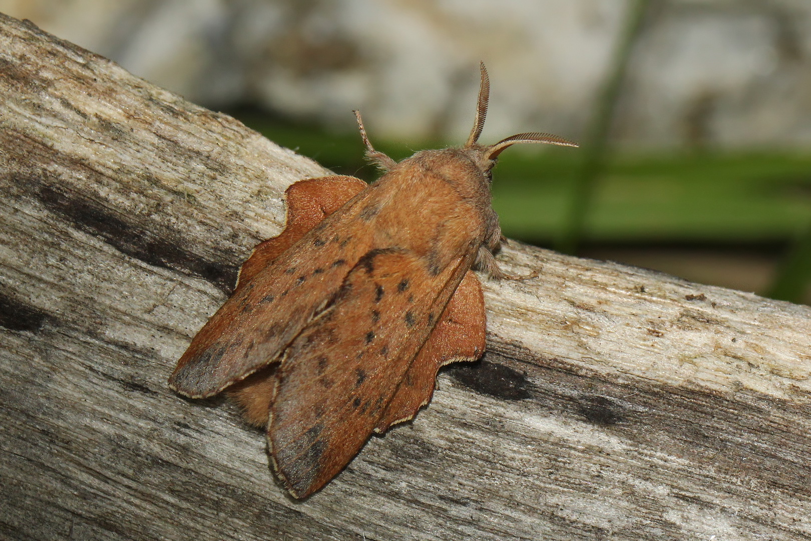 Phyllodesma tremulifolia (I)