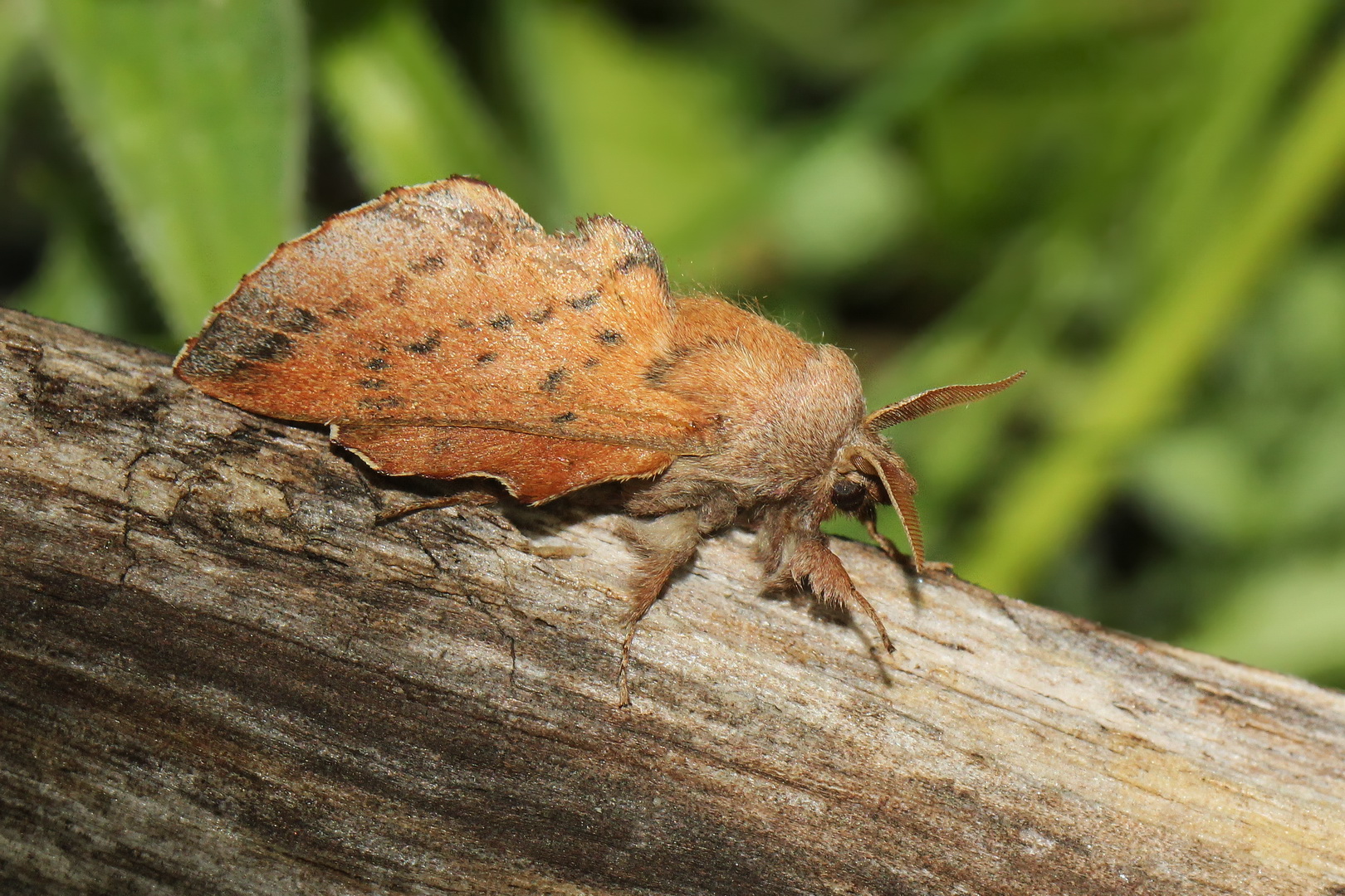 Phyllodesma tremulifolia (II)