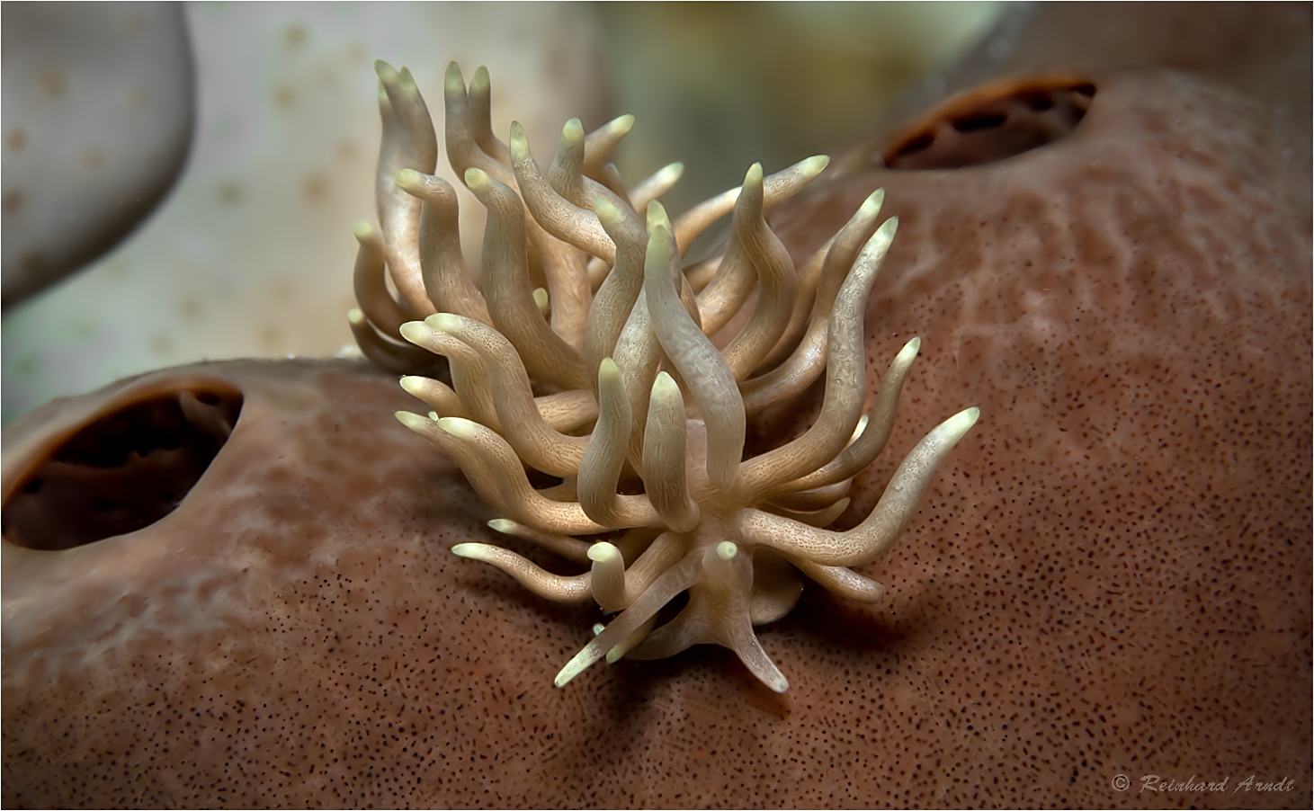 Phyllodesmium briareum