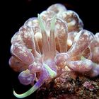 Phyllodesmium