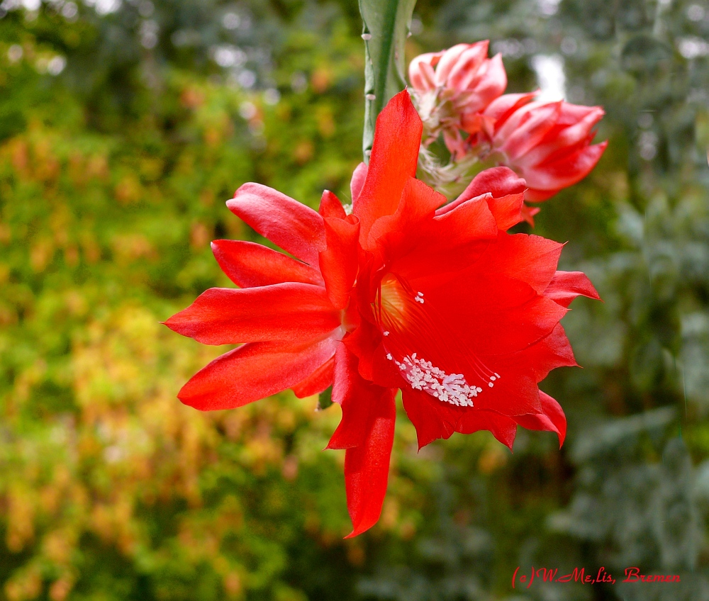 Phyllokaktusblüte im Oktober II