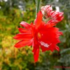 Phyllokaktusblüte im Oktober II