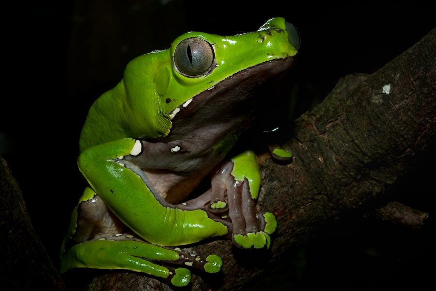 Phyllomedusa bicolor