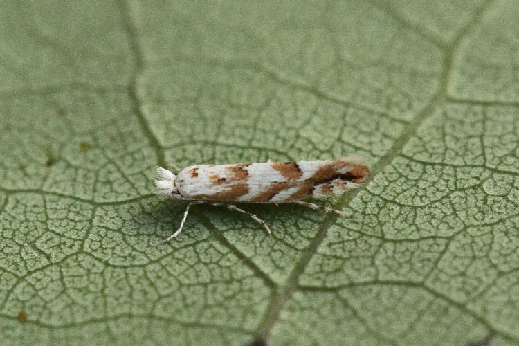 Phyllonorycter sagitella