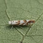 Phyllonorycter sagitella