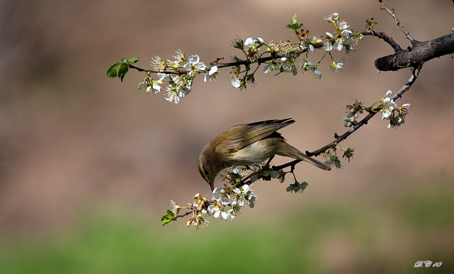 Phylloscopus collybita