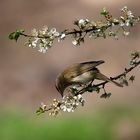 Phylloscopus collybita