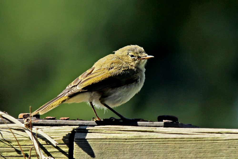 Phylloscopus collybita