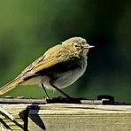 Phylloscopus collybita