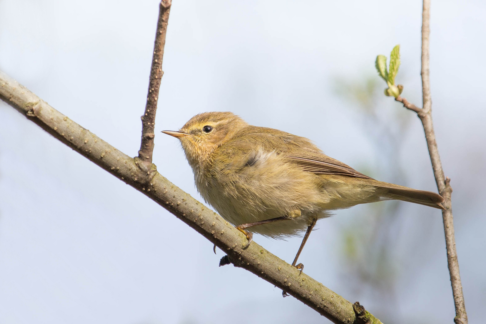 Phylloscopus collybita...