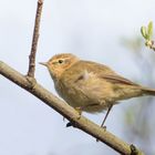 Phylloscopus collybita...