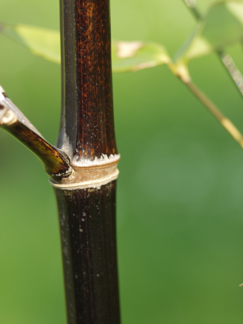 Phyllostachys nigra