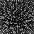 Phyllotaxis