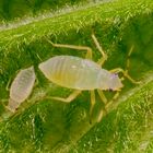 Phylus coryli (Schwarzer Schlankel) - Viertes Larvenstadium