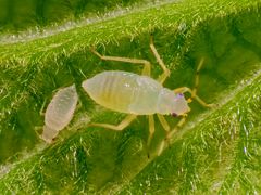 Phylus coryli (Schwarzer Schlankel) - Viertes Larvenstadium