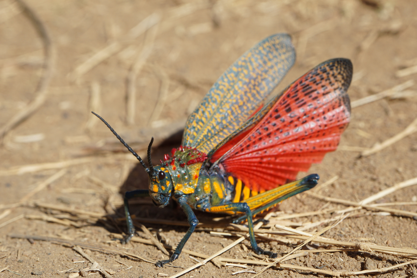 Phymateus Saxosus Heuschrecke Madagascar 