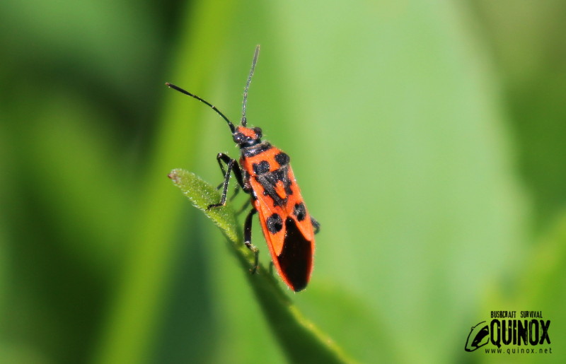 Phyrrocoris apterus - firebug.