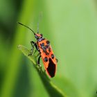 Phyrrocoris apterus - firebug.