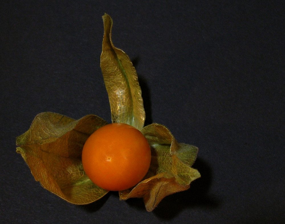 - Physalis -