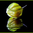 Physalis 01