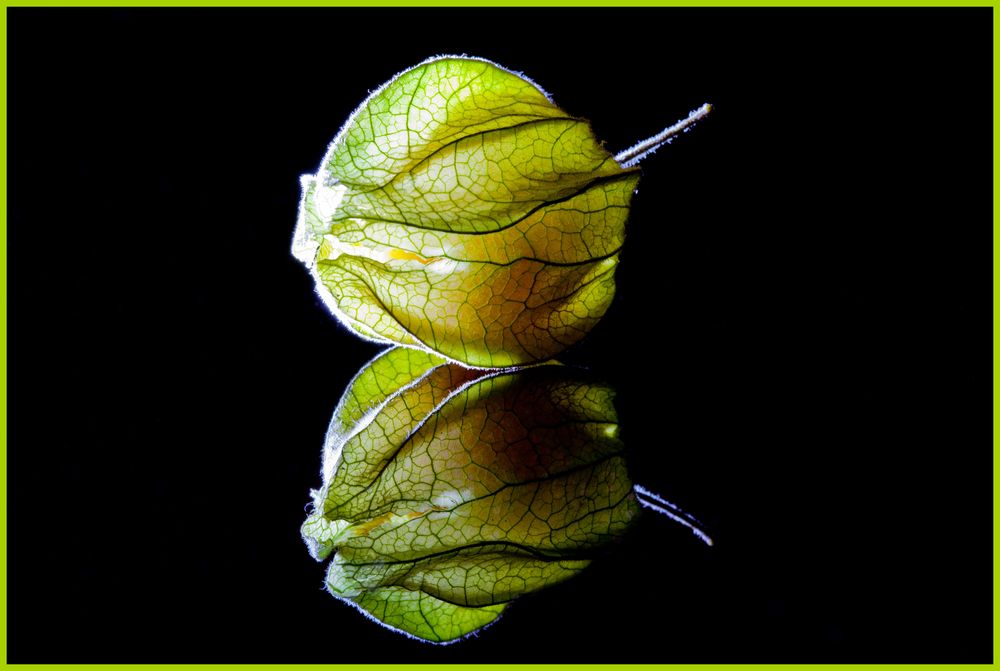 Physalis 01